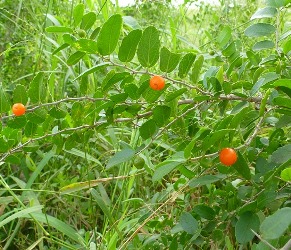 Spiny Hackberry, Desert Hackberry, Shiny Hackberry, Granjeno, Celtis pallida, C. ehrenbergiana, C. spinosa